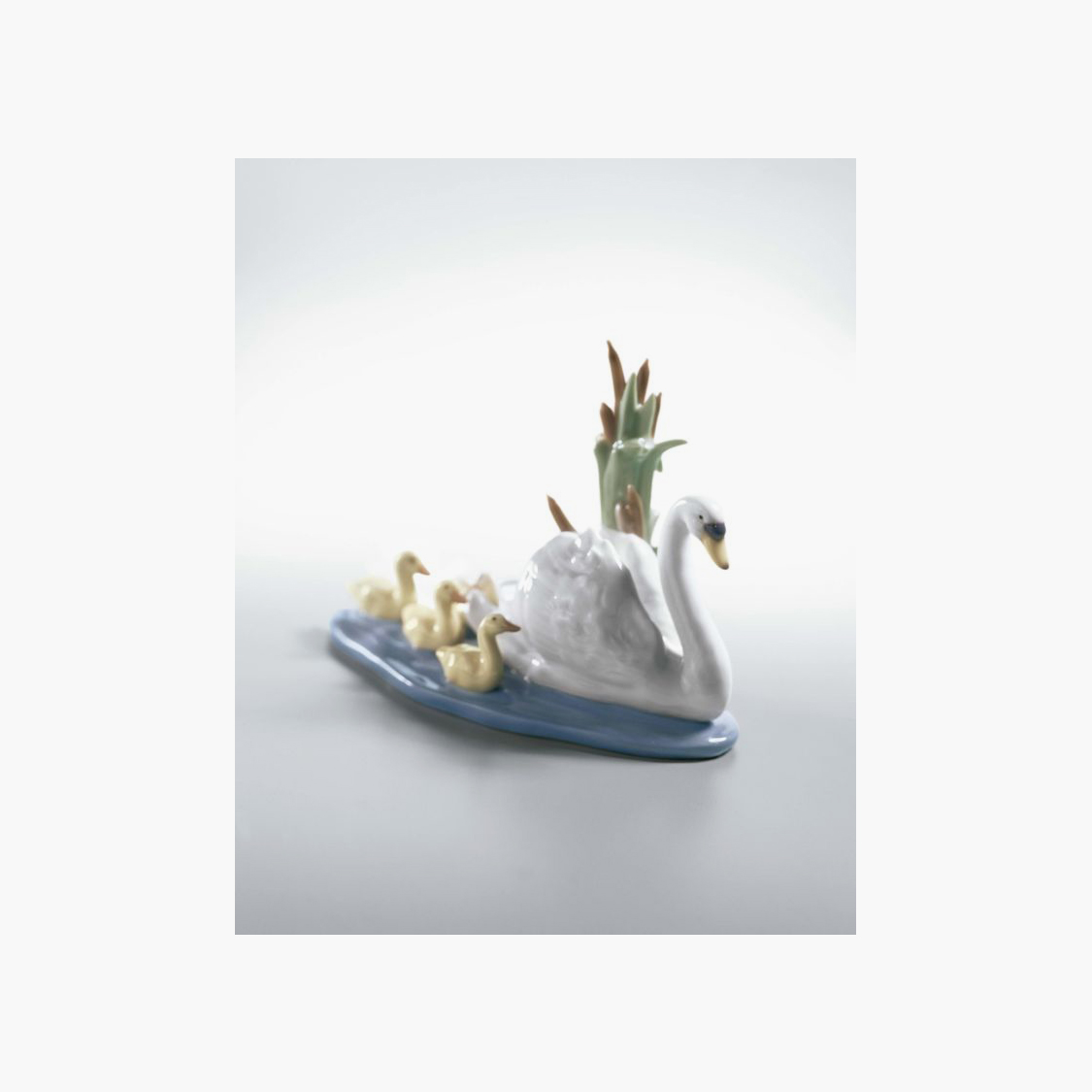 Cisne Con Su Cría